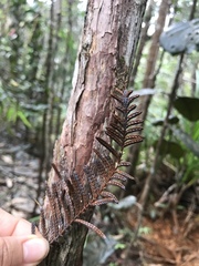 Libocedrus yateensis