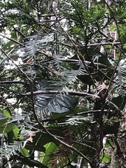 Libocedrus yateensis