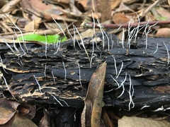 Xylaria filiformis