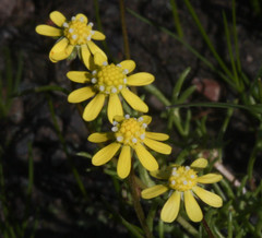 Blennosperma nanum