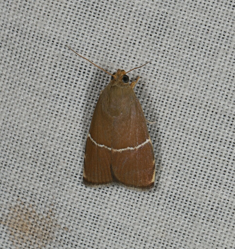Imma albifasciella