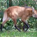 Maned Wolf - Photo (c) Rufus46, some rights reserved (CC BY-SA)