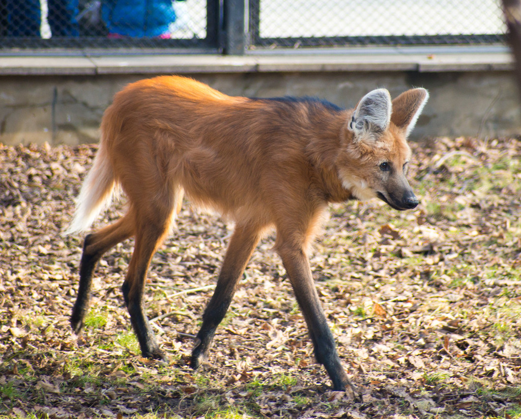 Maned Wolf