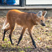 Maned Wolf - Photo (c) Rigelus, some rights reserved (CC BY-SA)