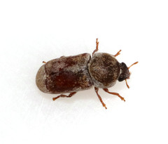 Urodontinae