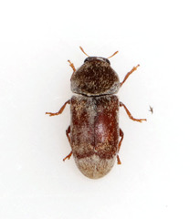 Urodontinae