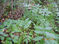 Sambucus racemosa racemosa