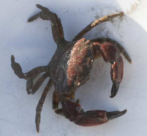 Lophopanopeus bellus