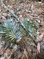 Cycas revoluta