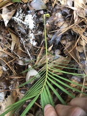 Cycas revoluta