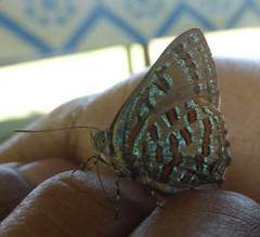 Hypochrysops pythias