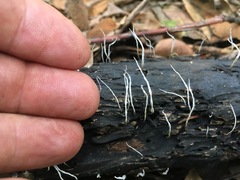 Xylaria filiformis