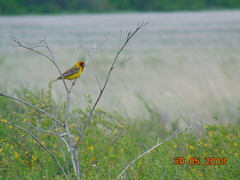 Emberiza bruniceps