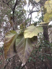 Morus nigra