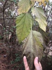 Morus nigra