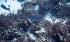 Spangled Emperor