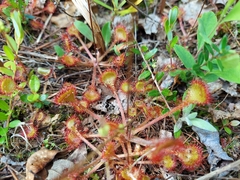 Drosera rotundifolia image
