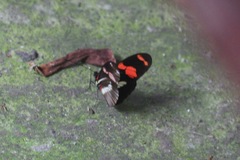 Heliconius telesiphe