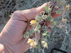 Atriplex canescens laciniata