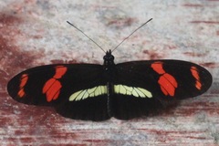 Heliconius telesiphe