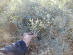 Atriplex canescens laciniata