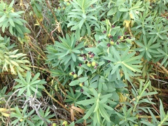 Euphorbia glauca