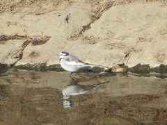 Motacilla alba lugens