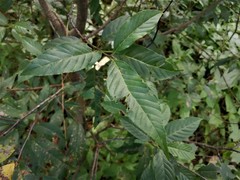 Rhamnus serrata