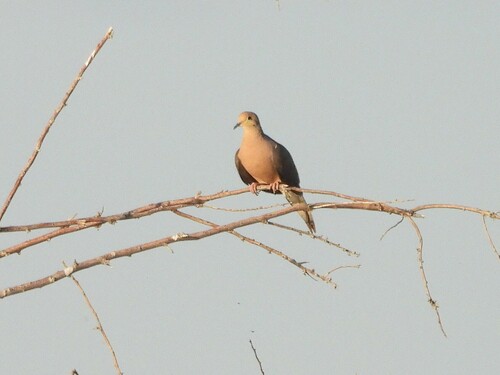 Mourning Dove photographed in Nevada