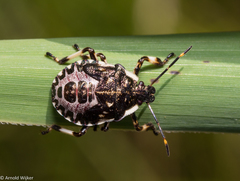 Pinthaeus sanguinipes