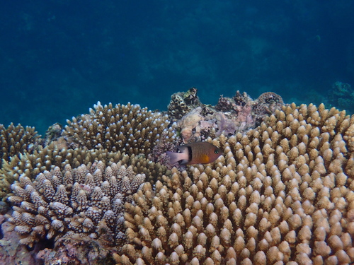 Blackbar Damselfish
