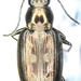 Bembidion lorquinii - Photo (c) Timothy Loh, some rights reserved (CC BY-NC), uploaded by Timothy Loh