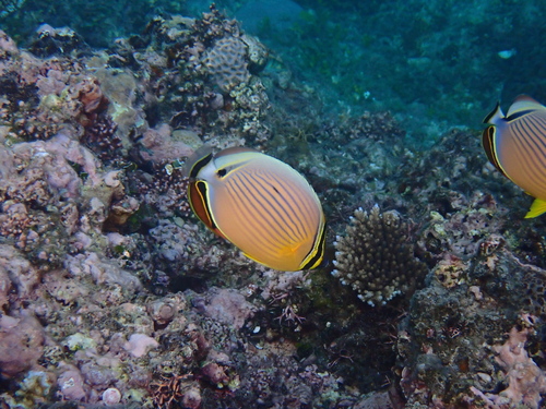 Redfin Butterflyfish