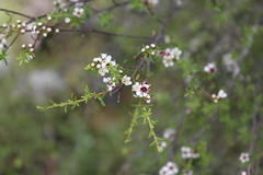 Kunzea ericoides