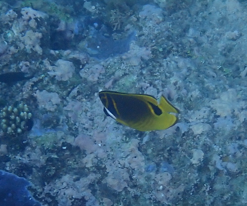 Raccoon Butterflyfish