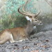 Eld's Deer - Photo (c) anonymous, some rights reserved (CC BY-SA)