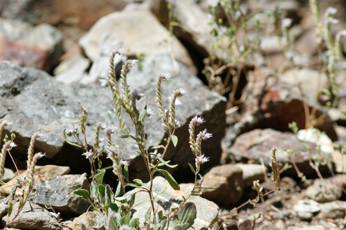 Stebbins' phacelia (Phacelia stebbinsii)