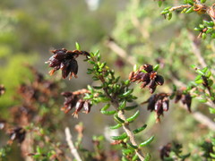 Erica interrupta