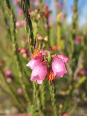 Erica axilliflora