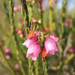 Erica axilliflora - Photo (c) Michael D. Pirie, algunos derechos reservados (CC BY), subido por Michael D. Pirie