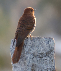 Cacomantis passerinus