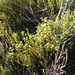 Erica venustiflora venustiflora - Photo (c) Michael D. Pirie, osa oikeuksista pidätetään (CC BY), lähettänyt Michael D. Pirie