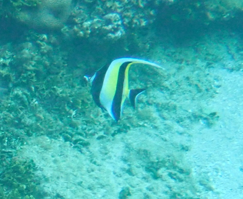 Moorish Idol