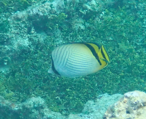 Vagabond Butterflyfish