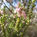 Erica filipendula parva - Photo (c) Michael D. Pirie, some rights reserved (CC BY), uploaded by Michael D. Pirie
