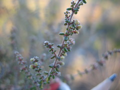 Erica vernicosa