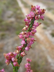 Erica rhopalantha
