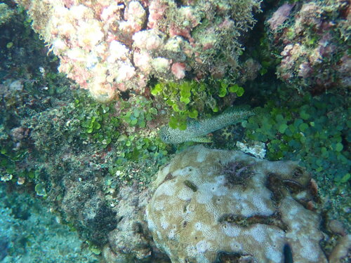 Leopard Blenny