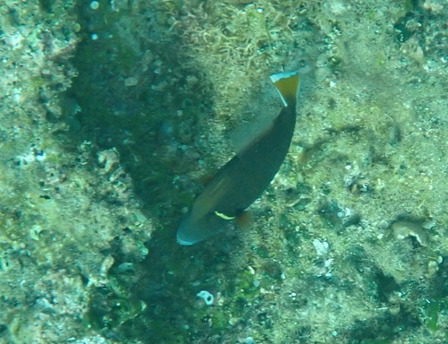 Flagtail Triggerfish