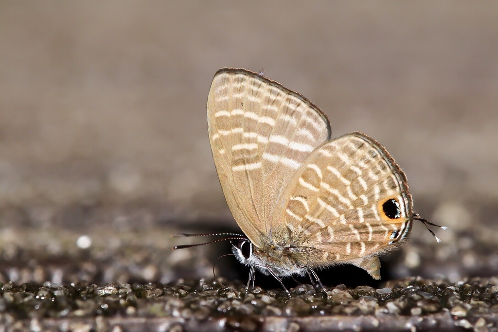 Large Fourline Blue